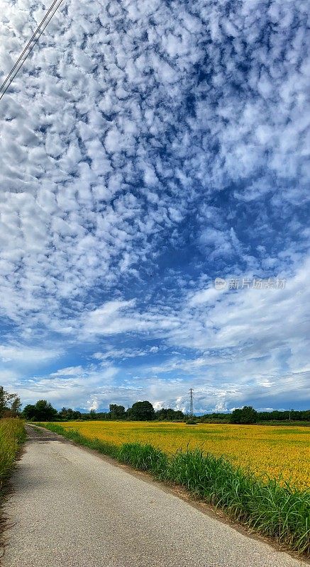 稻田