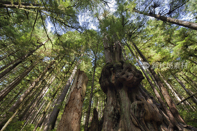 加拿大的纳尔维斯树，伦弗鲁港，温哥华岛，BC省，加拿大
