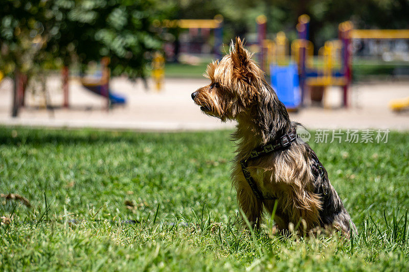 约克郡犬