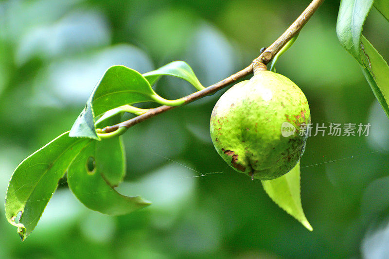 日本茶花的果实