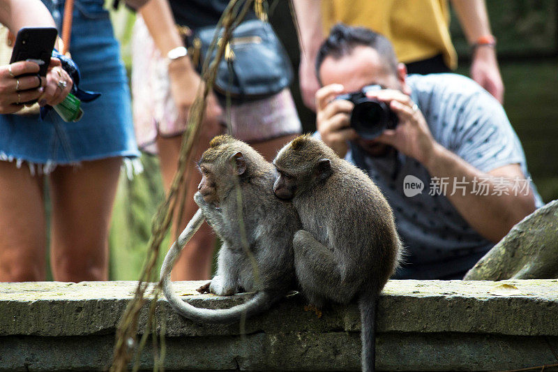 2019年9月20日，印尼巴厘岛，游客在猴子森林拍摄猴子