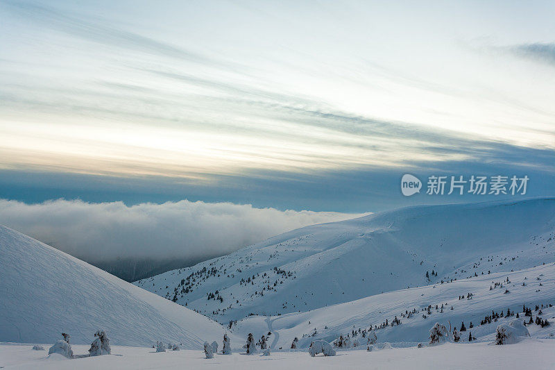 雪后冰雪覆盖的冷杉林和冬日灰蒙蒙的天空。喀尔巴阡山脉,乌克兰。