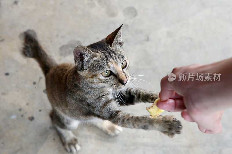 吃饭的时间到了!Meowwww……