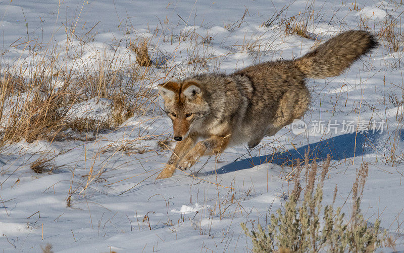 在黄石国家公园的雪下，土狼在追逐老鼠