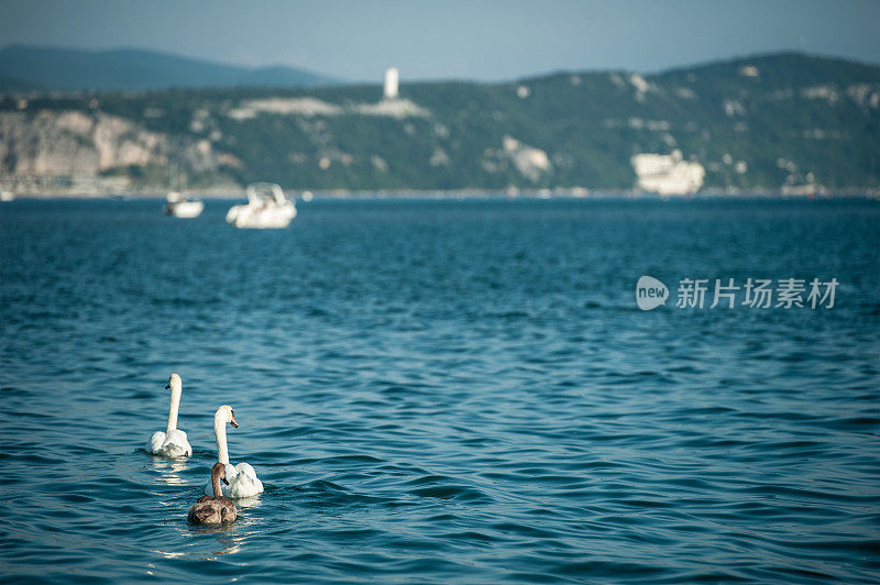 在意大利的里雅斯特湾亚得里亚海上游泳的天鹅一家