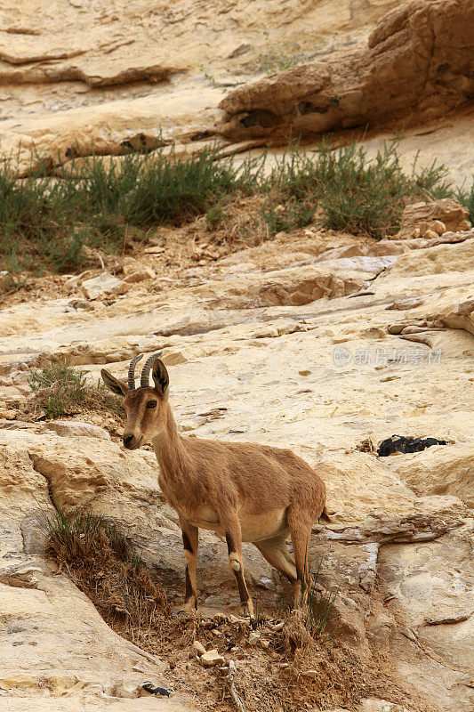 野山羊。艾因·艾弗达国家公园。内盖夫沙漠。Avdat。南地。以色列。中东地区。