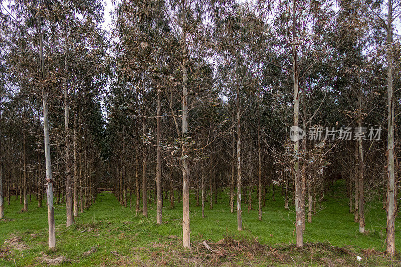 西班牙加利西亚的桉树种植园