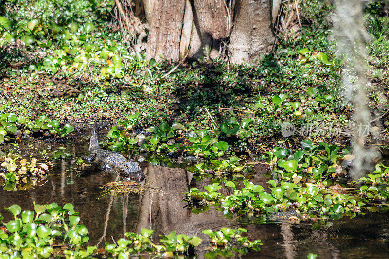 佛罗里达，奥克比――沼泽中的短吻鳄