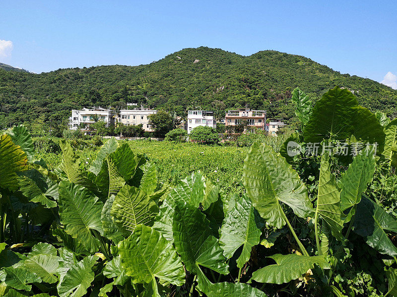 绿化景观，大屿山，香港