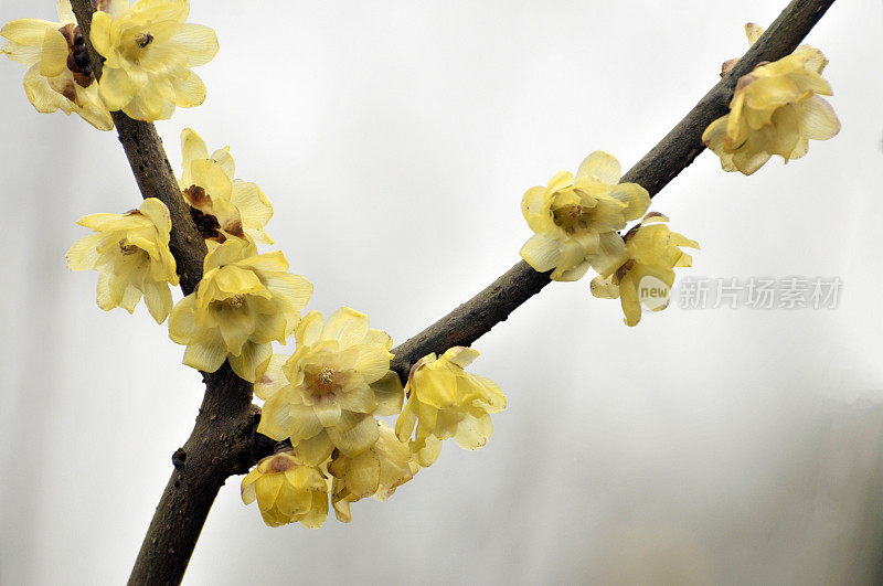 阳光下的蜡梅花