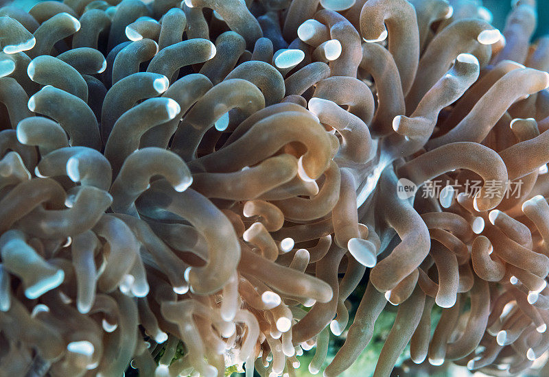 金色的Euphyllia珊瑚的特写