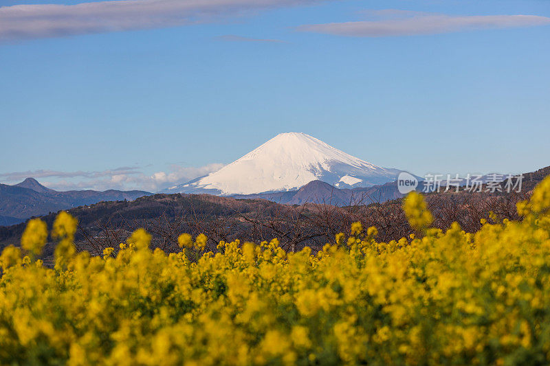 富士山油籽开花