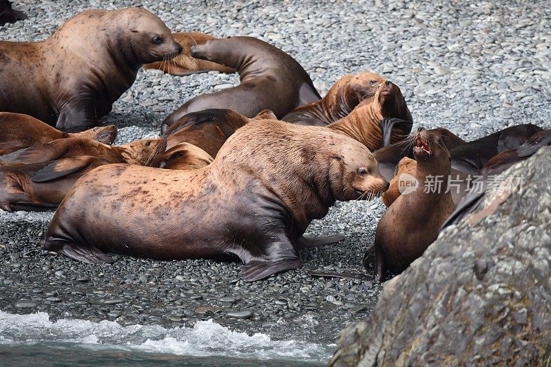 虎头海狮互动