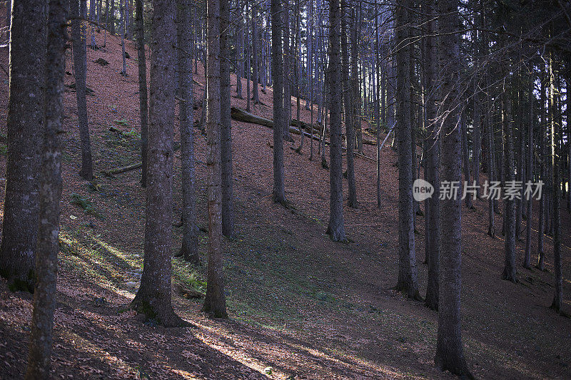 健康的绿色树木在云杉，冷杉和松树森林