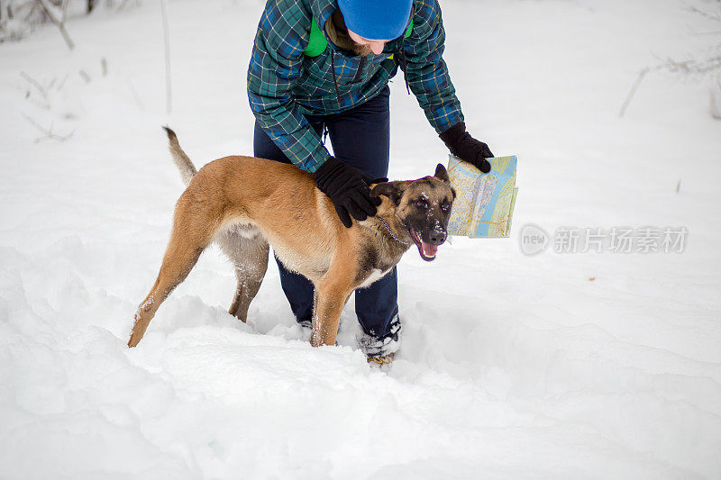 比利时牧羊犬马利诺犬在雪中与一名男子玩耍