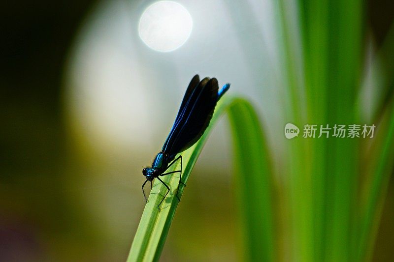 美丽的张开蓝翼凤蝶处女蜻蜓。巴伐利亚,德国。