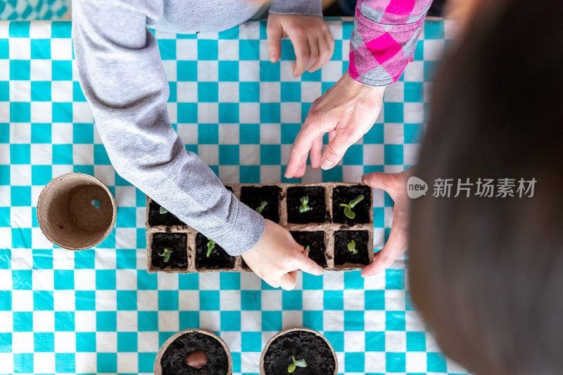 可爱的孩子把发芽的种子重新种在花盆里，然后在家里进行隔离