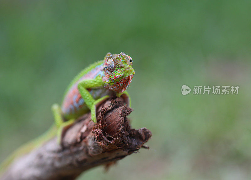 一个海角矮人变色龙的特写