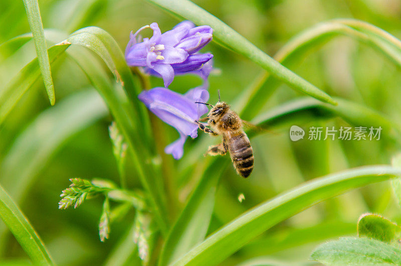 风信子上的蜜蜂