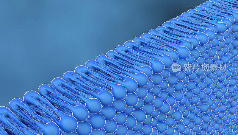 细胞膜，3D插图