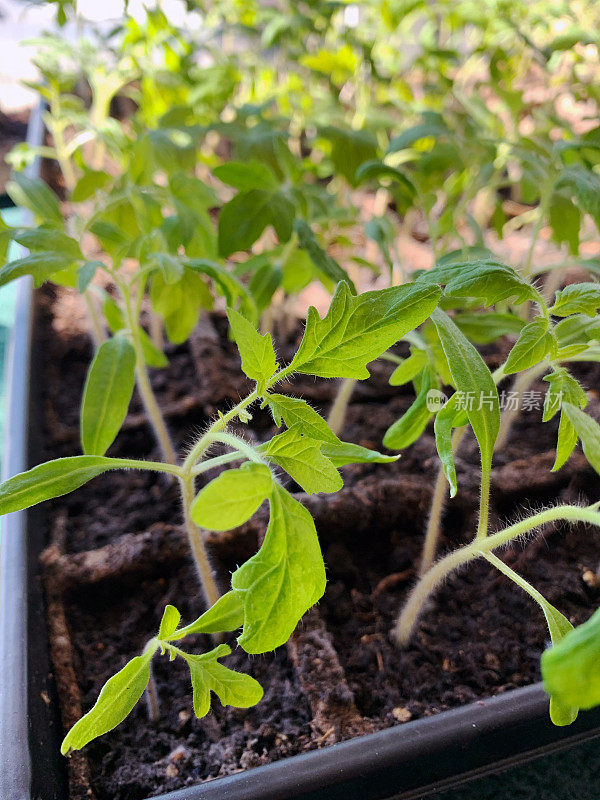 为了粮食安全，在家中种植番茄幼苗