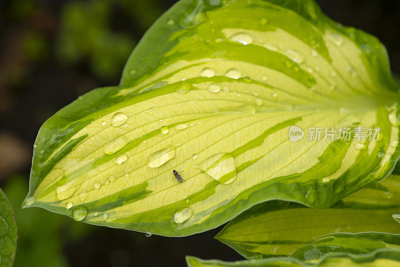 年轻的叶玉簪属草本植物。雨中植物的叶子