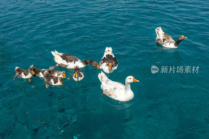 在海上的游艇旁喂鸭子和鱼