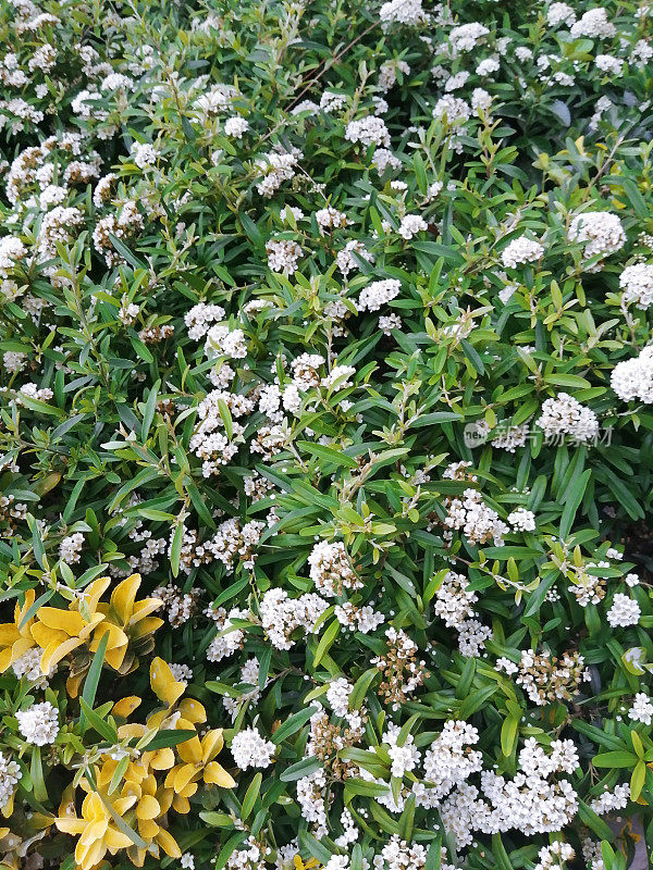 雏菊植物