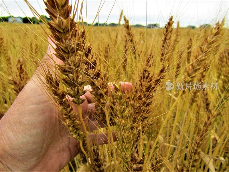 日本。5月底。那人的手拿着一颗成熟的小麦。