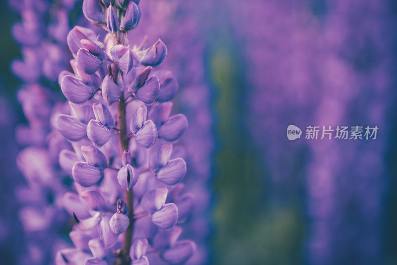 野生紫花背景