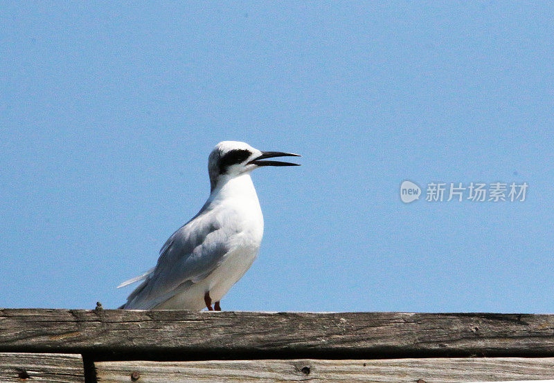 福斯特的燕鸥