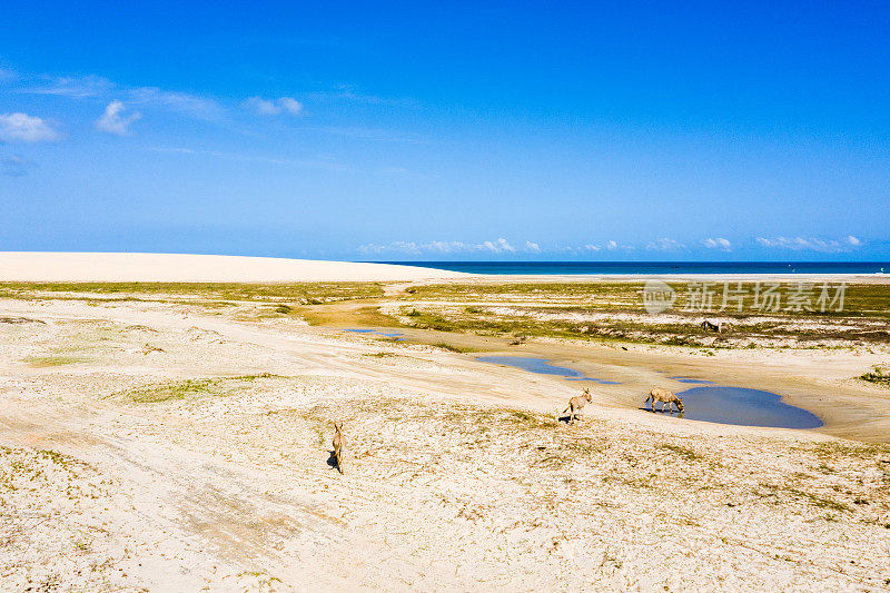 高角度的沙丘在Jericoacoara，塞阿拉，巴西