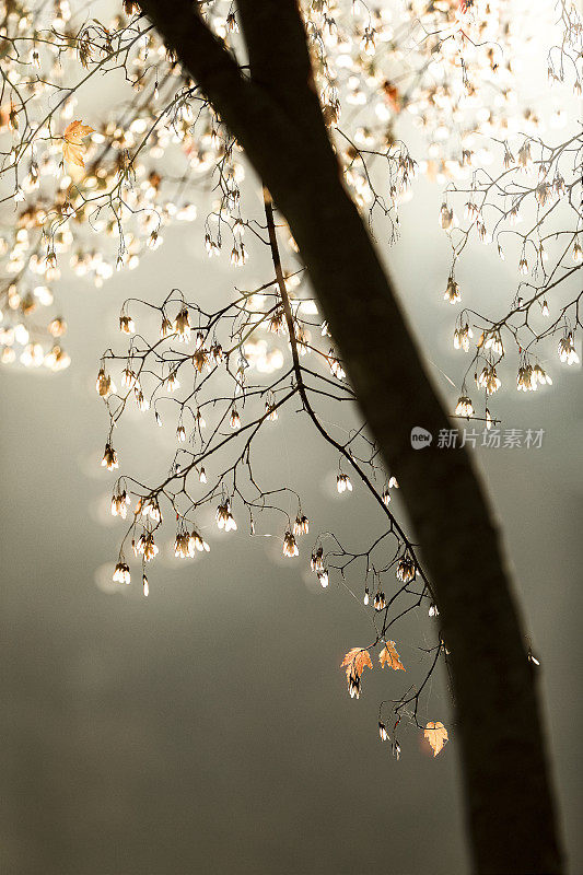 秋天的风景