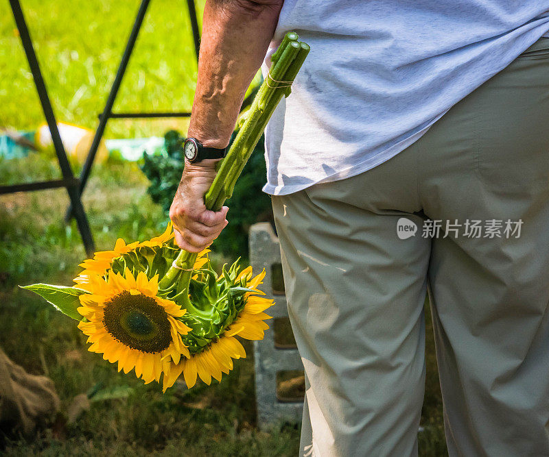 买向日葵