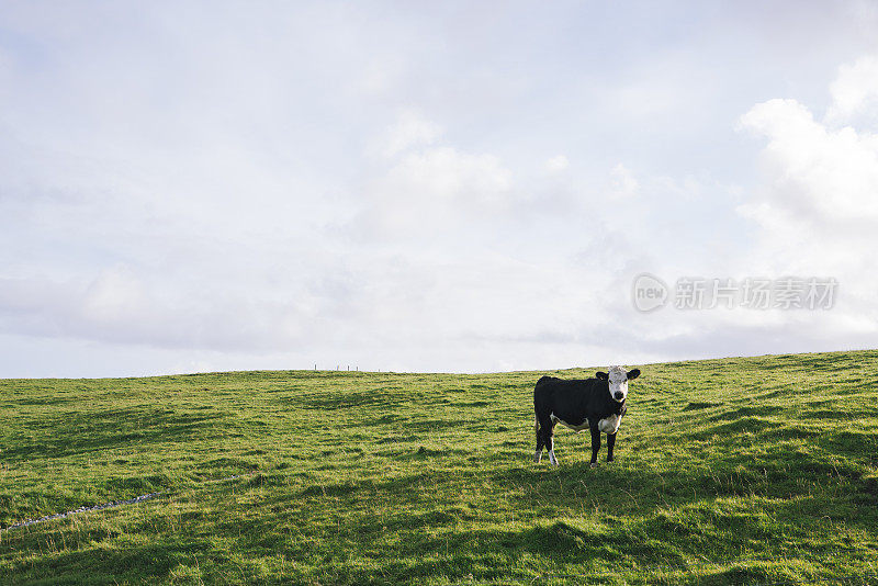 清晨，一头牛在绿油油的草地上