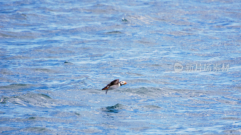 飞越威廉王子湾水域的海雀