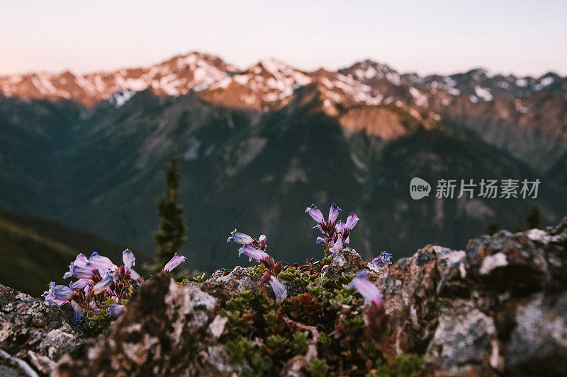 华盛顿州的奥林匹克山脉