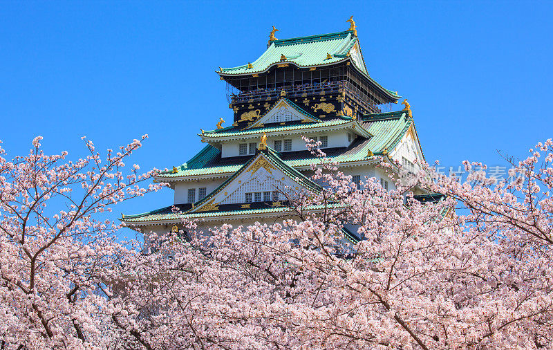 樱花盛开的季节，日本大阪的大阪城堡