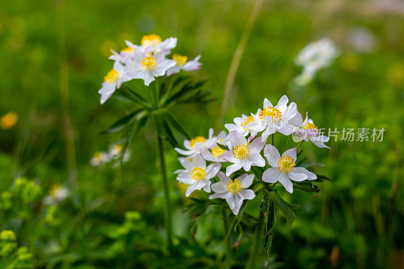 拉各斯纳基山上美丽的白花