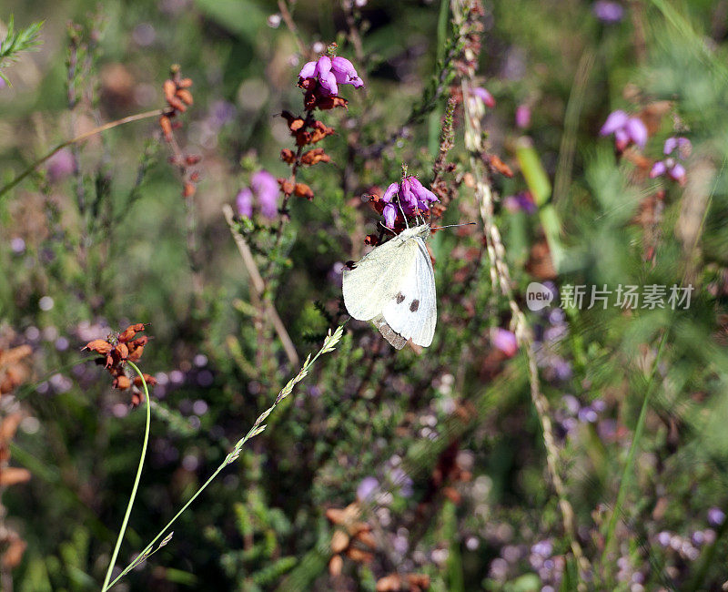 英国多塞特郡普尔港阿恩半岛的一种折叠翅膀的白色大蝴蝶