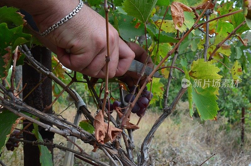 收获葡萄。一个男人在花园里用一把刀切熟了的树。