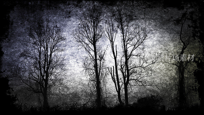 黑暗的夜晚可怕的幽灵穆迪森林树木-恐怖，大气的情绪