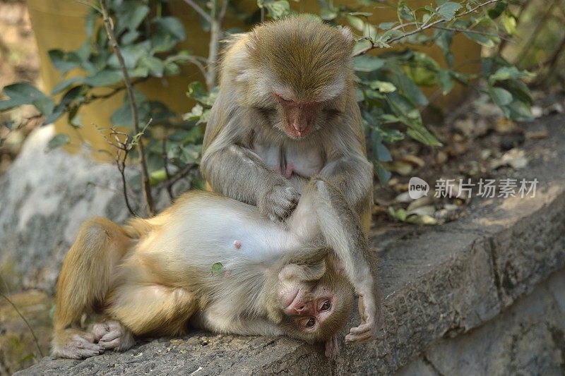 猴子们在互相梳理毛发