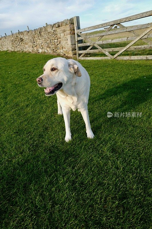 圣岛拉布拉多寻回犬