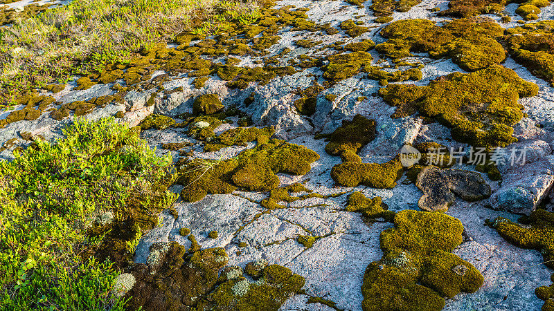 选择性聚焦，亮绿色和棕色的苔藓和地衣在冻土带的石头上
