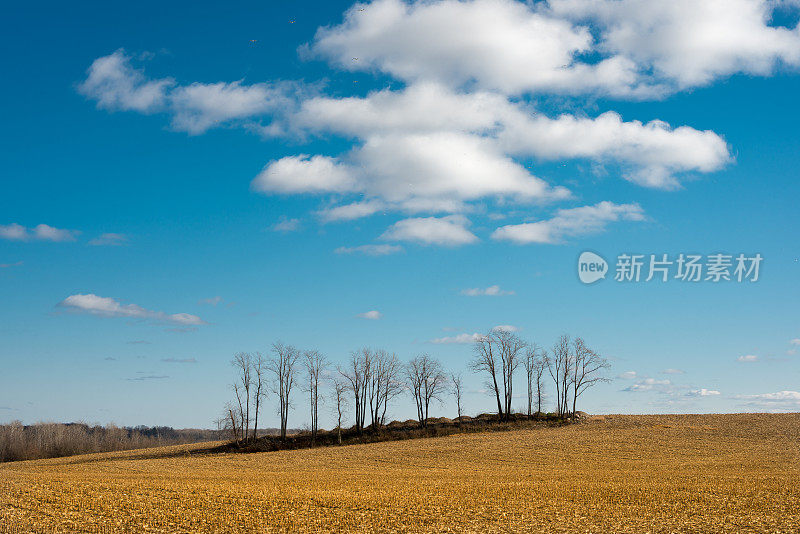 加拿大的农田:秋天阴天下的大片玉米地