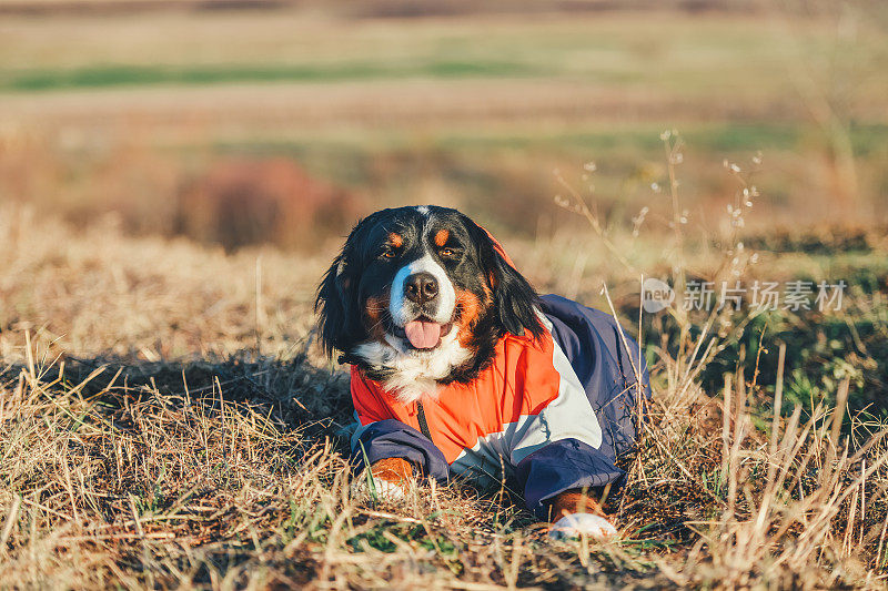 伯尔尼兹山犬