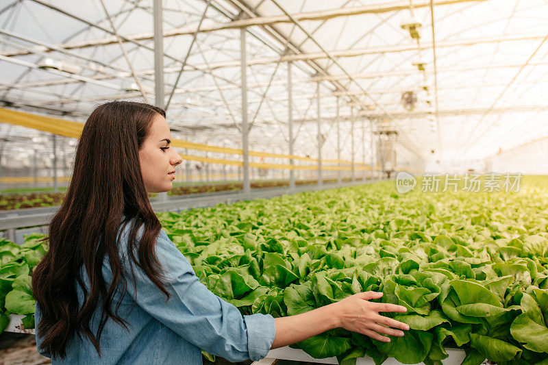 莴苣种植园里的女人。年轻女子在温室工作。