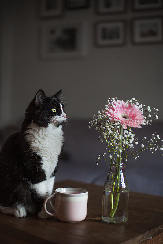 黑猫闻到一束花