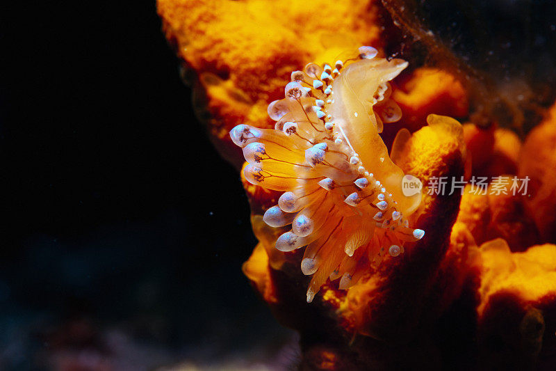 海洋生物裸鳃潜水美人水肺潜水员的观点